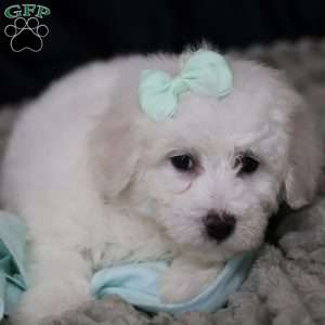 Gracie, Bichon Frise Puppy